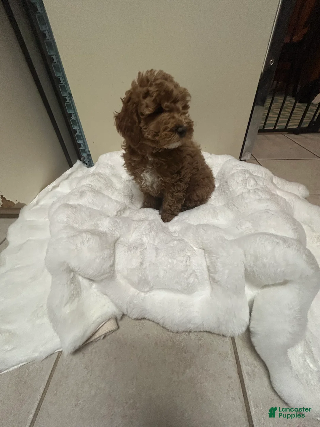 Mini Goldendoodle dogs for sale: Petite Mini Goldendoodle Caramel Spice - Ad 5