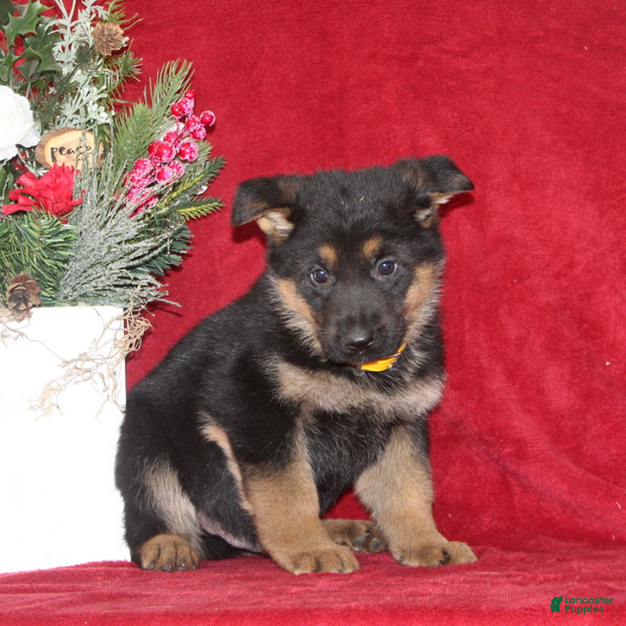 German Shepherd dogs Tyler  - Ad 24