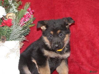 German Shepherd dogs Tyler - Ad 24