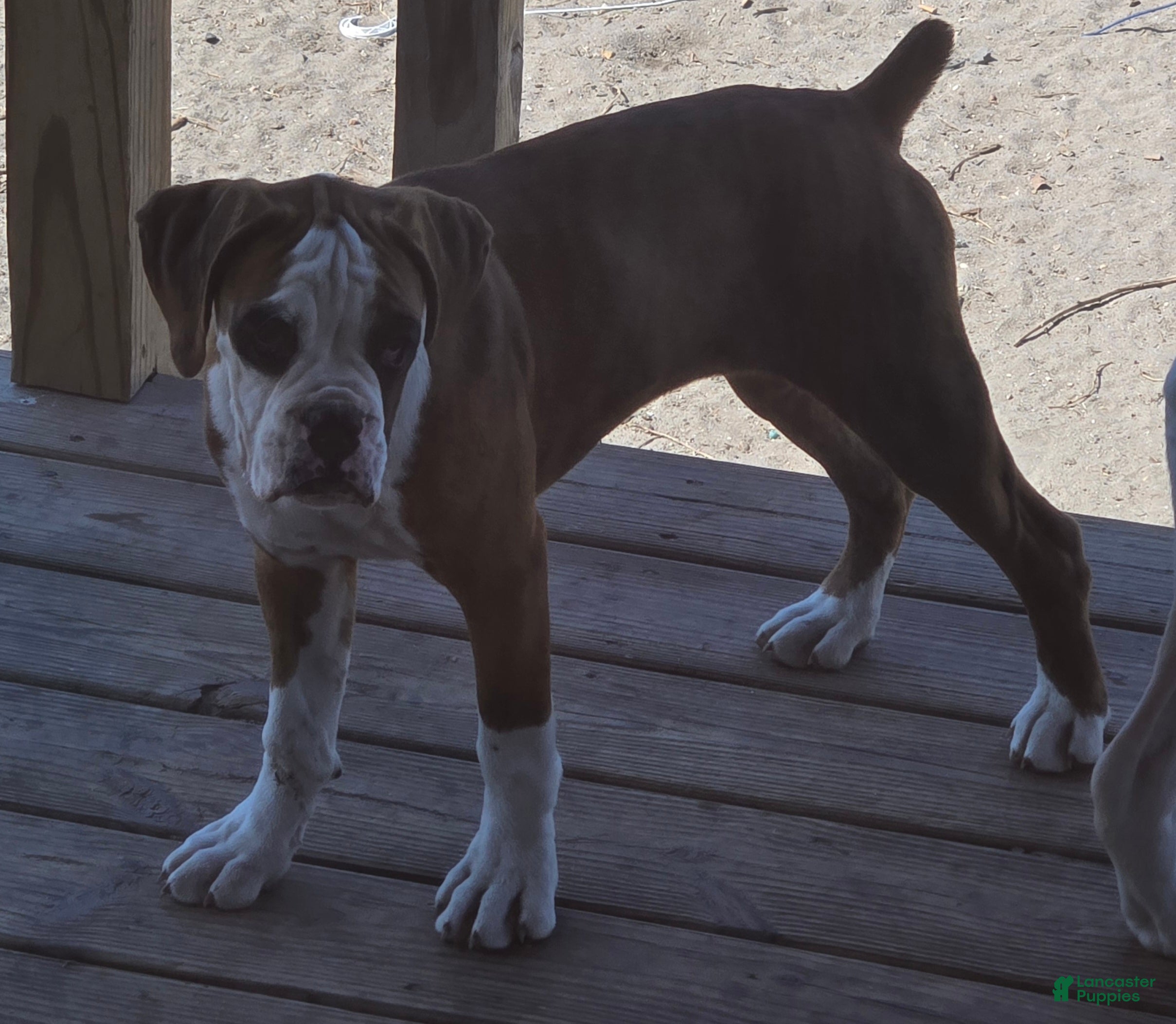 Boxer dogs Lady - Ad 2