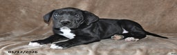 Great Dane dogs for sale: Jasper - Ad 4