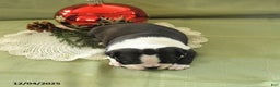 Boston Terrier dogs for sale: Mistletoe - Ad 2