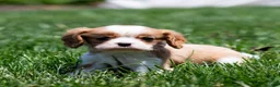 Cavalier King Charles Spaniel dogs for sale: Allen Cavalier King Charles Spaniel Puppy  - Ad 19