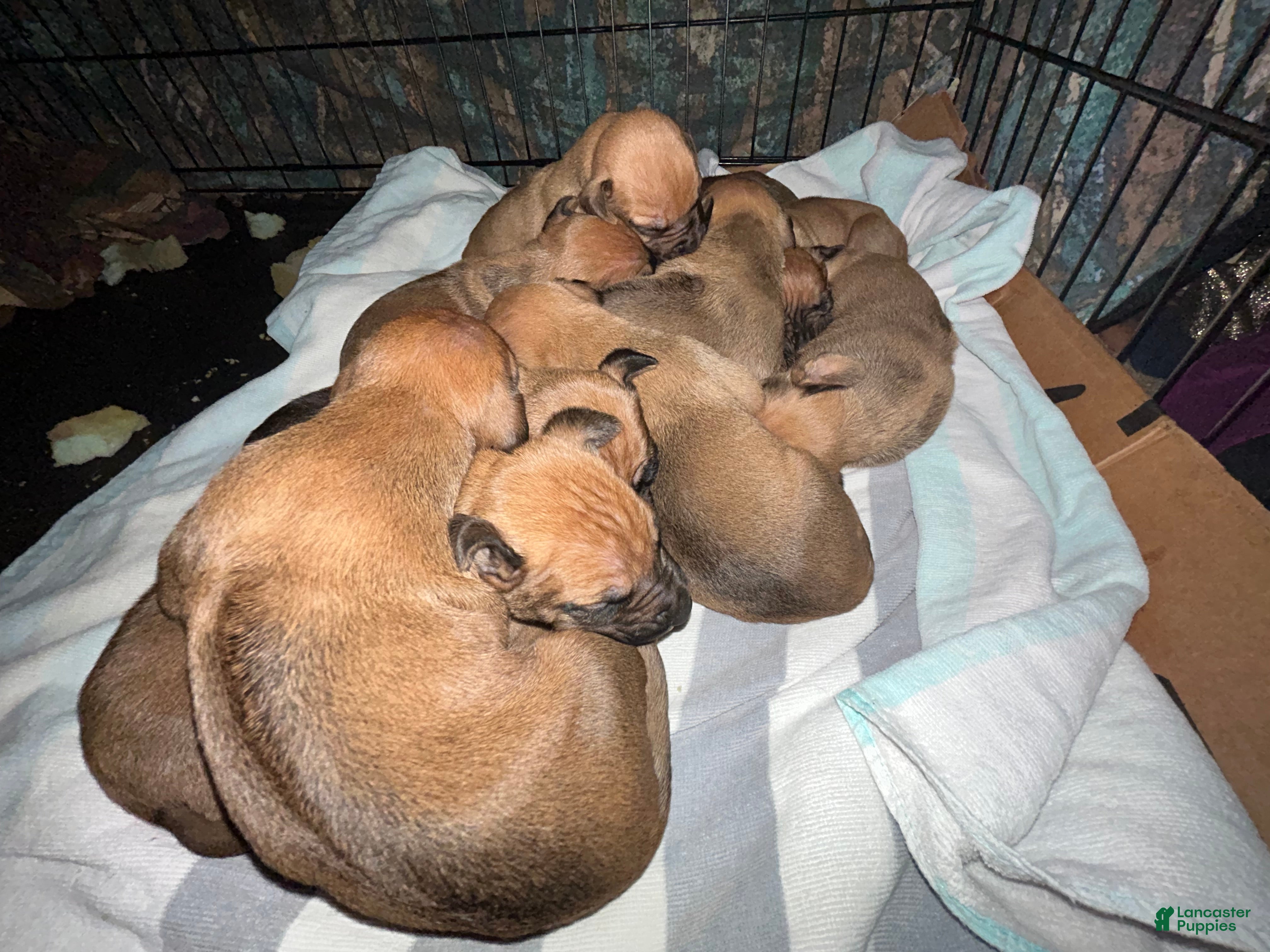Rhodesian Ridgeback dogs Rhodesian Ridgeback Puppy 10 - Ad 7