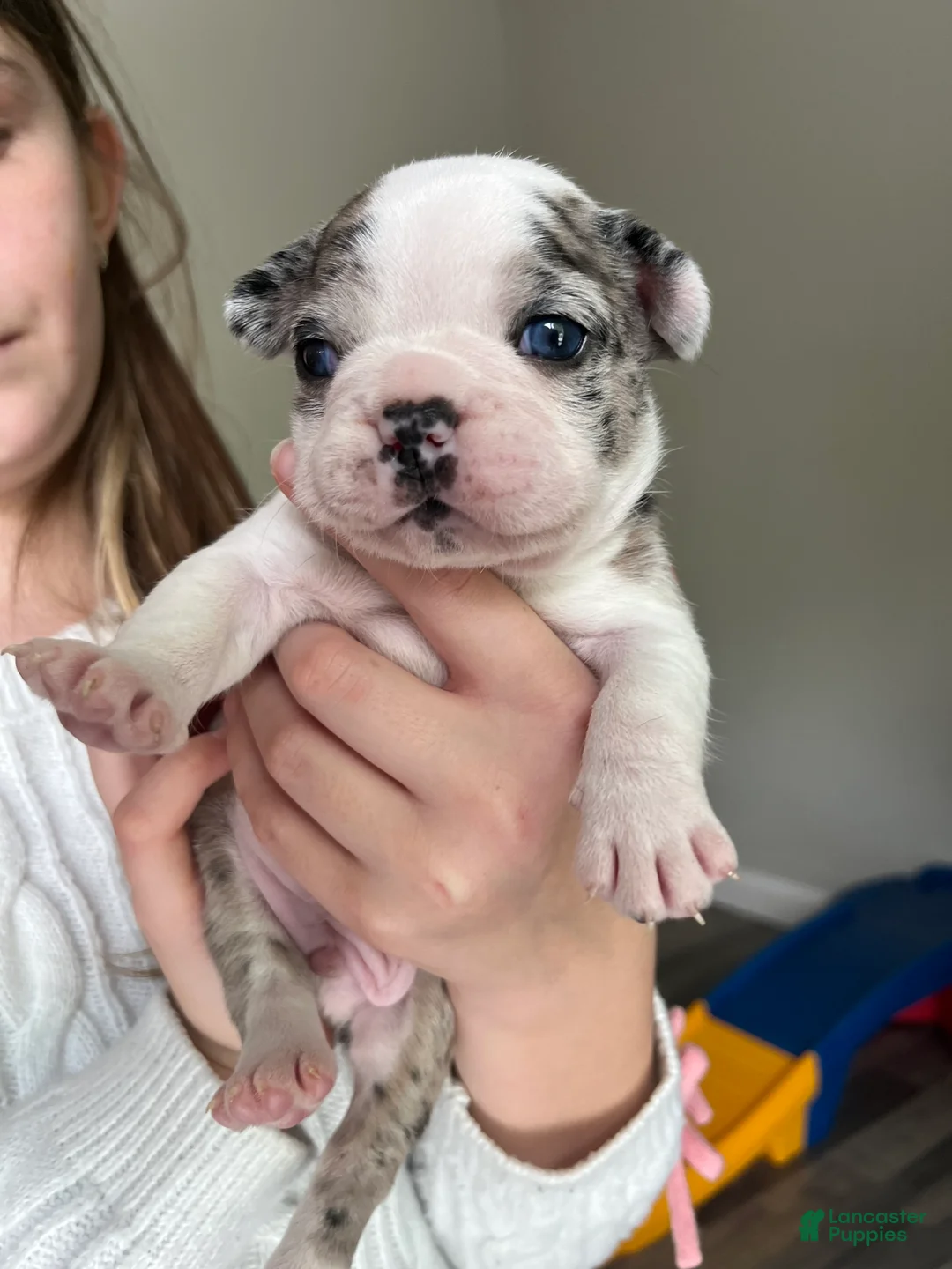 Frenchton dogs for sale: Frenchton Puppy 2 - Ad 1