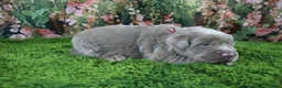 Labrador Retriever dogs for sale: Frost - Ad 5