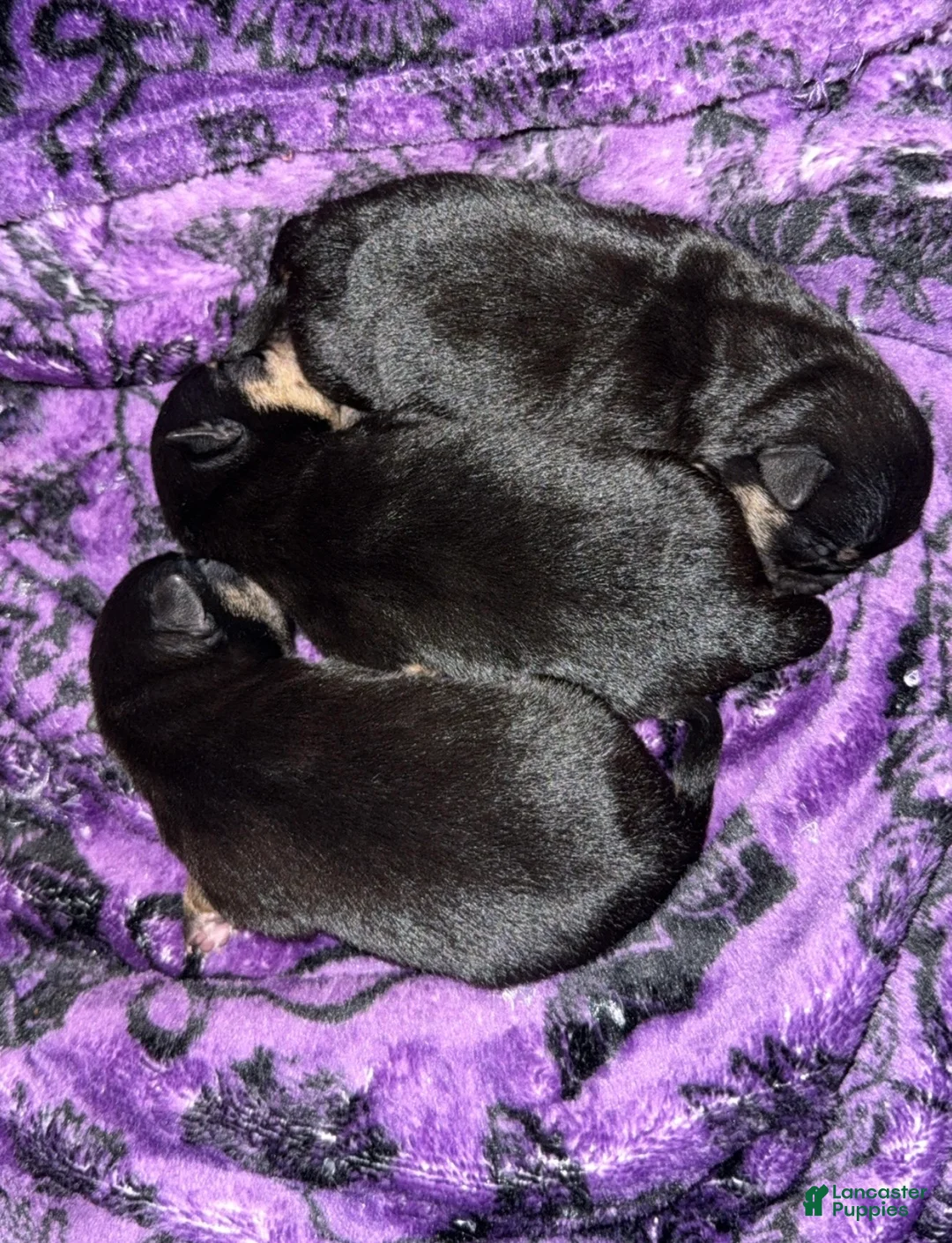 Chihuahua dogs for sale: Chihuahua 2 - Ad 2