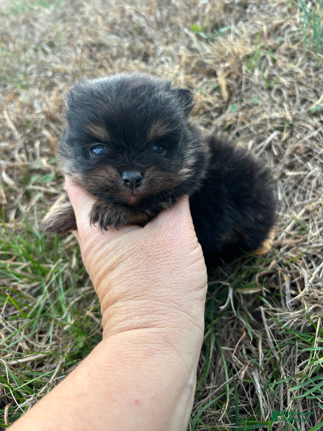 Pomeranian dogs for sale: Pomeranian Puppy 2 - Ad 3