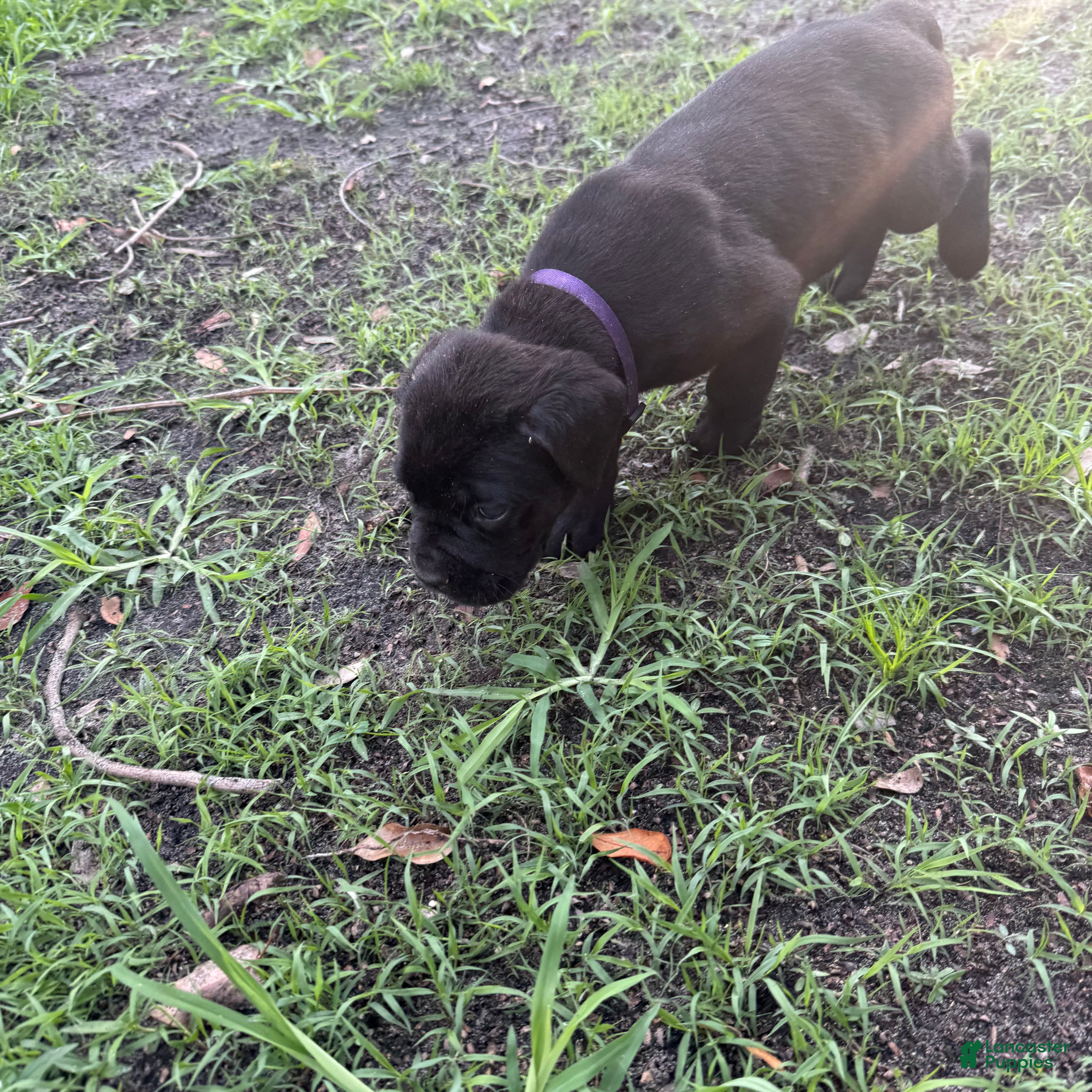 Cane Corso dogs Cane Corso Puppy 8 - Ad 26