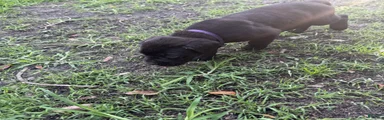 Cane Corso Puppy 8