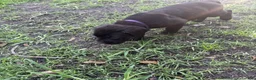 Cane Corso dogs for sale: Cane Corso Puppy 8 - Ad 1