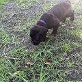 Cane Corso Puppy 8