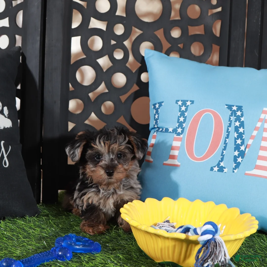 Yorkiepoo dogs for sale: Burberry Merle Teacup Yorkie-poo - Ad 2