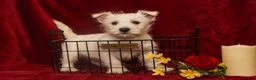 West Highland Terrier dogs for sale: Prancer - Ad 3