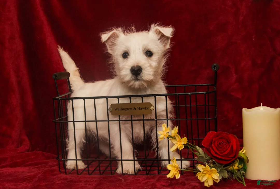 West Highland Terrier dogs for sale: Prancer - Ad 3