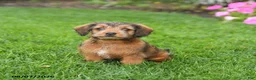 Mixed Breed dogs for sale: Daisy - Ad 4