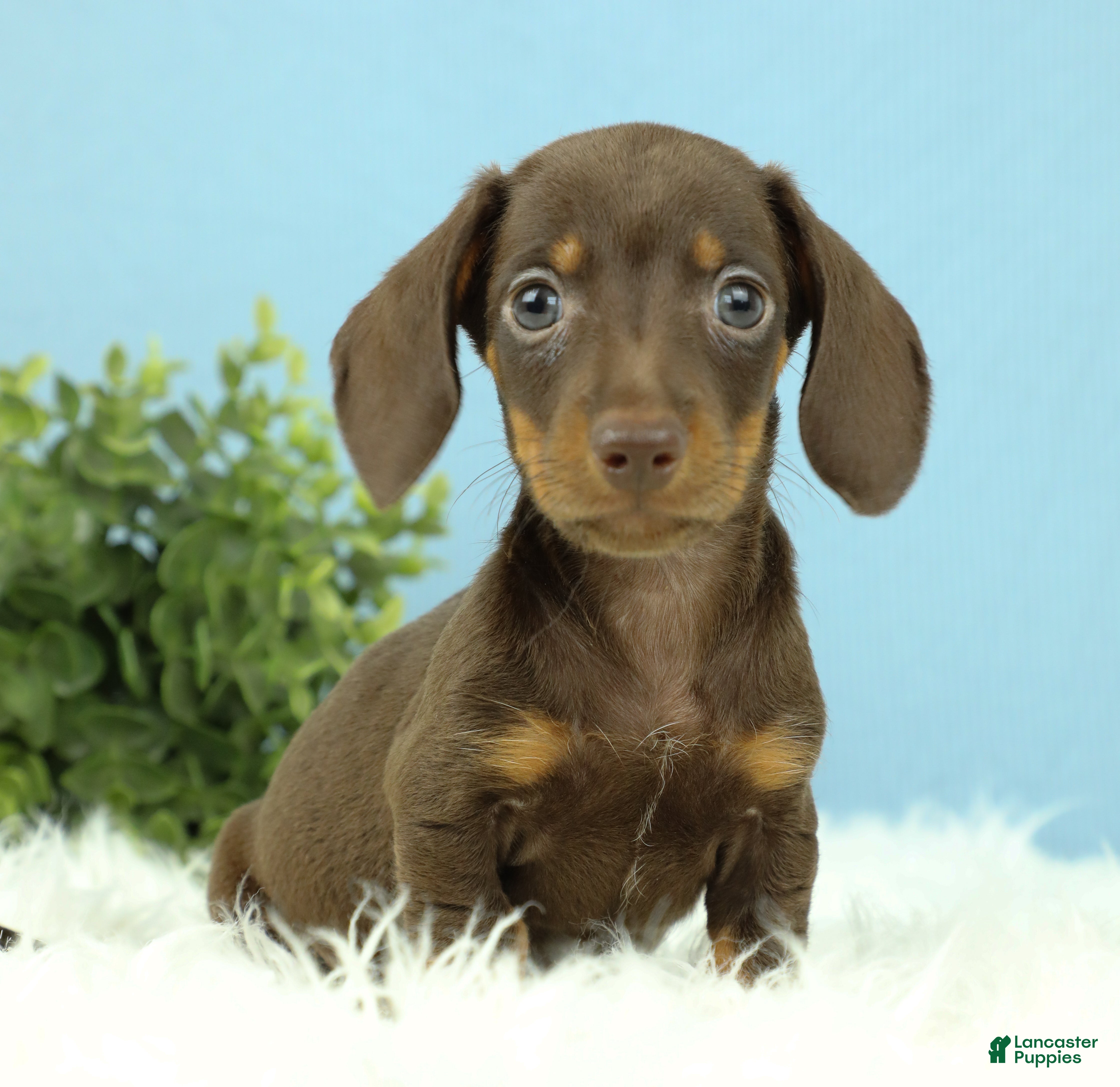 Miniature Dachshund dogs Thor 🧸 - Ad 1