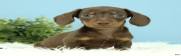 Miniature Dachshund dogs for sale: Thor 🧸 - Ad 3