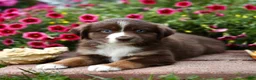 Miniature Australian Shepherd dogs for sale: Luke - Ad 3