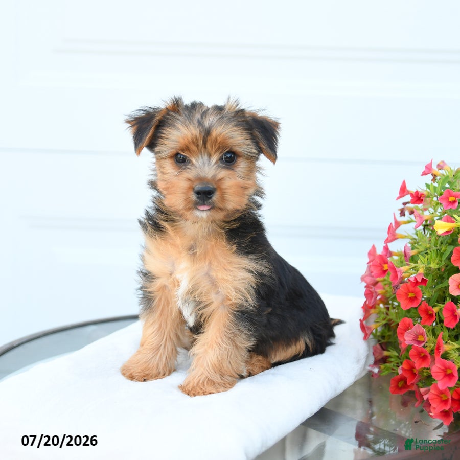Morkie dogs Lewis - Ad 1