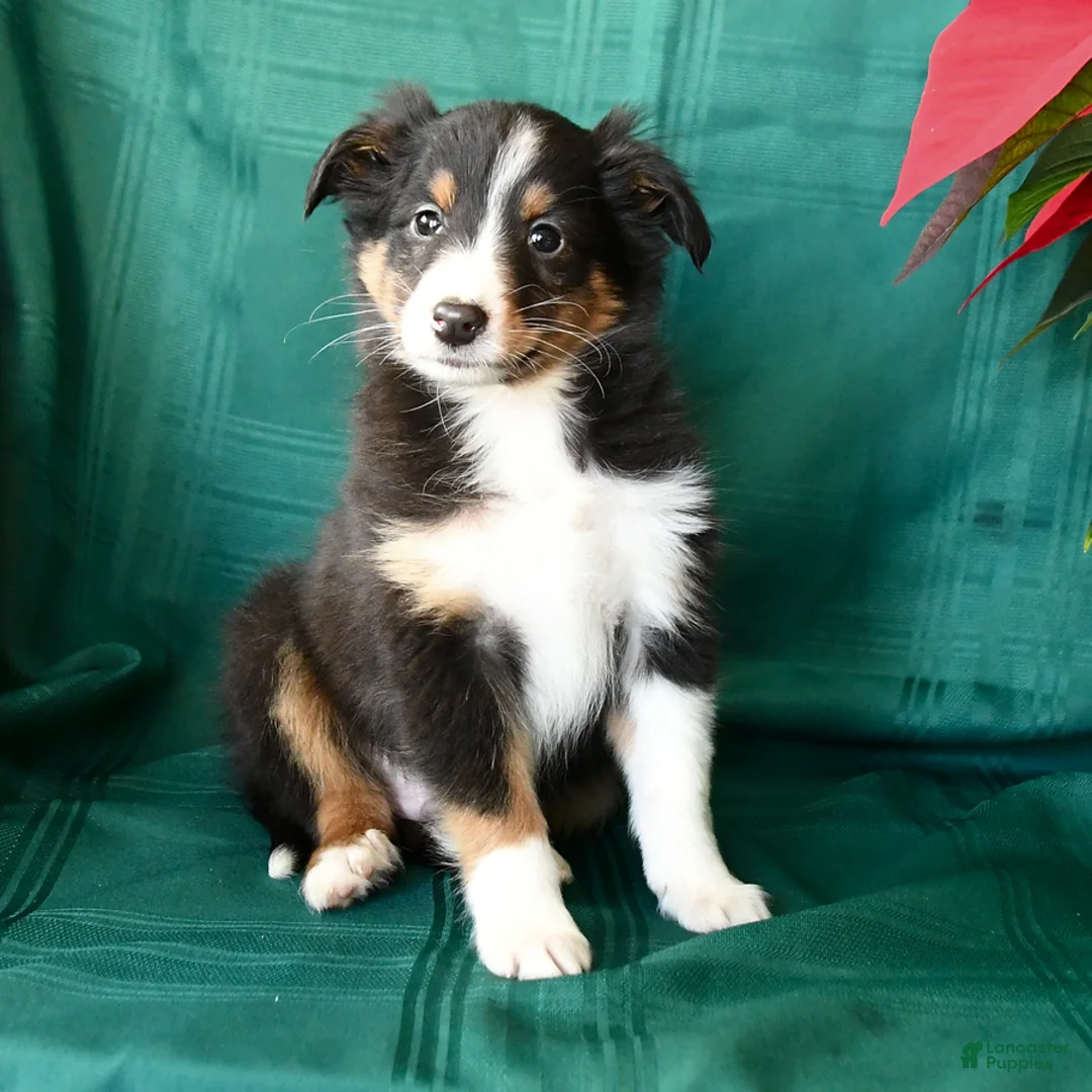 Shetland Sheepdog dogs for sale: Ken  - Ad 7