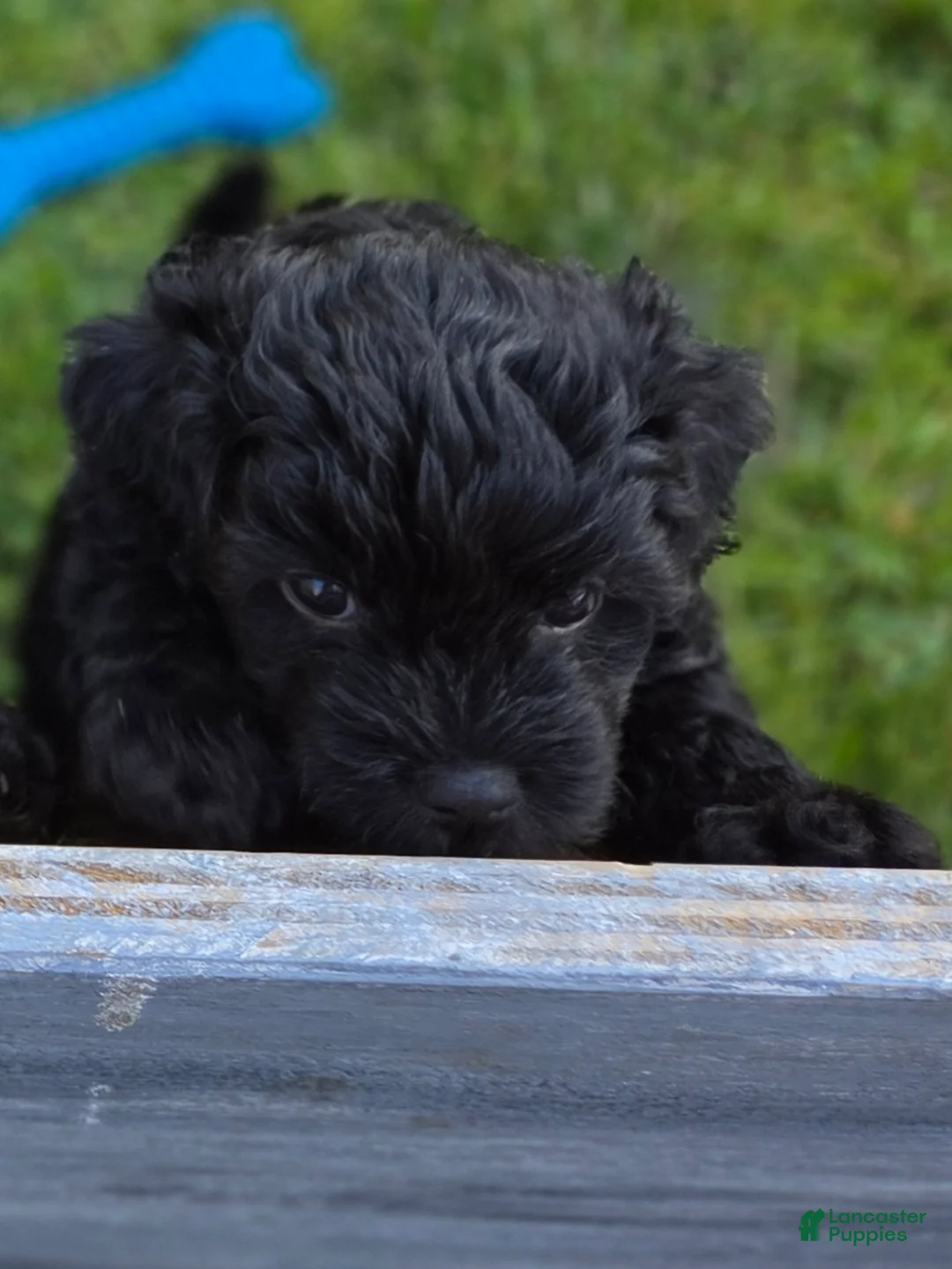 Shihpoo dogs for sale: Anise - Ad 1
