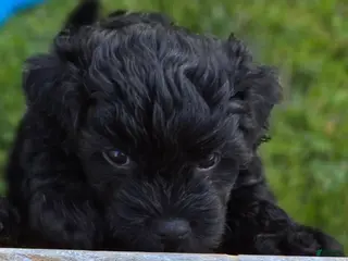 Shihpoo dogs for sale: Anise - Ad 2