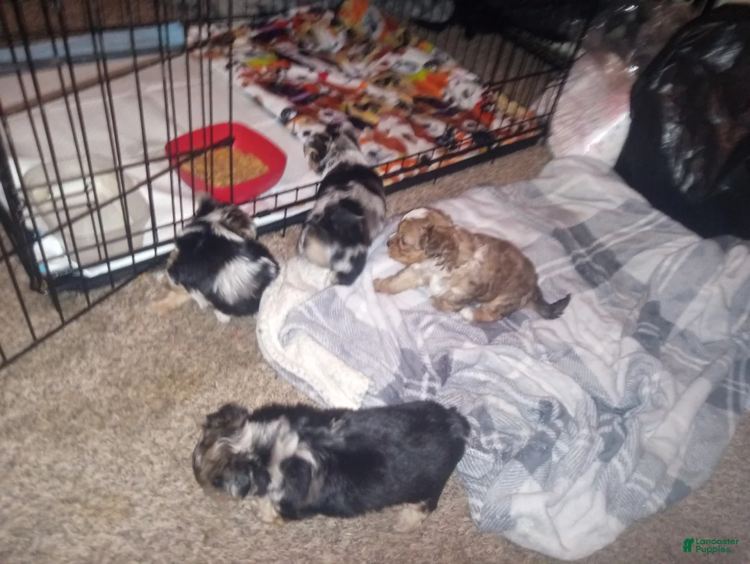 Yorkshire Terrier dogs for sale: Yorkshire Terrier Puppy 2 - Ad 1
