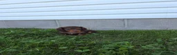 Dachshund dogs for sale: Cody - Ad 3