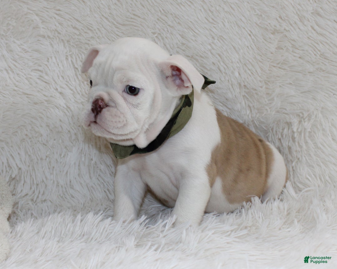 English Bulldog dogs for sale: Patrick - Ad 2