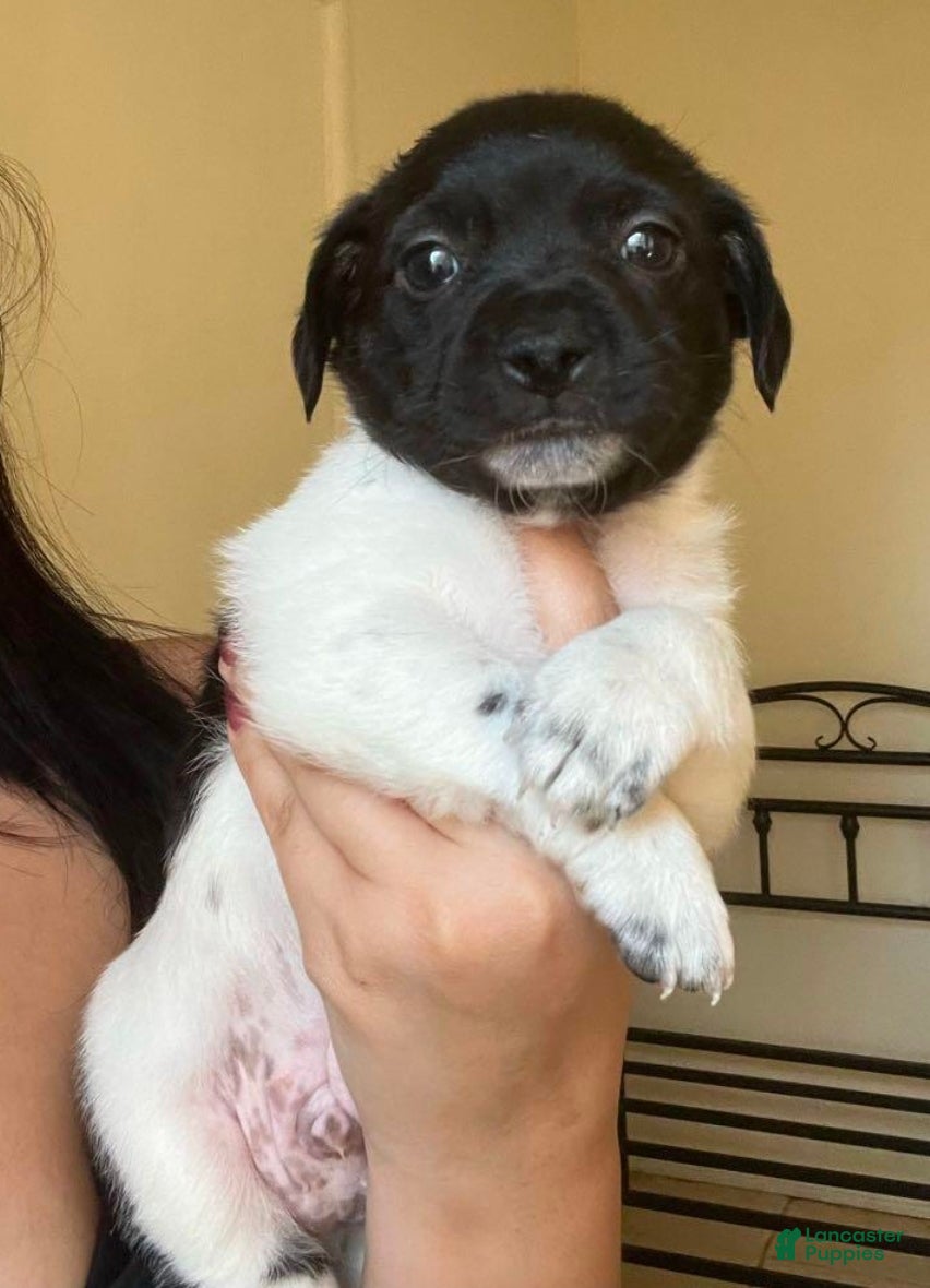 Chiweenie dogs Chiweenie Puppy 4 - Ad 10