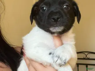 Chiweenie dogs Chiweenie Puppy 4 - Ad 10