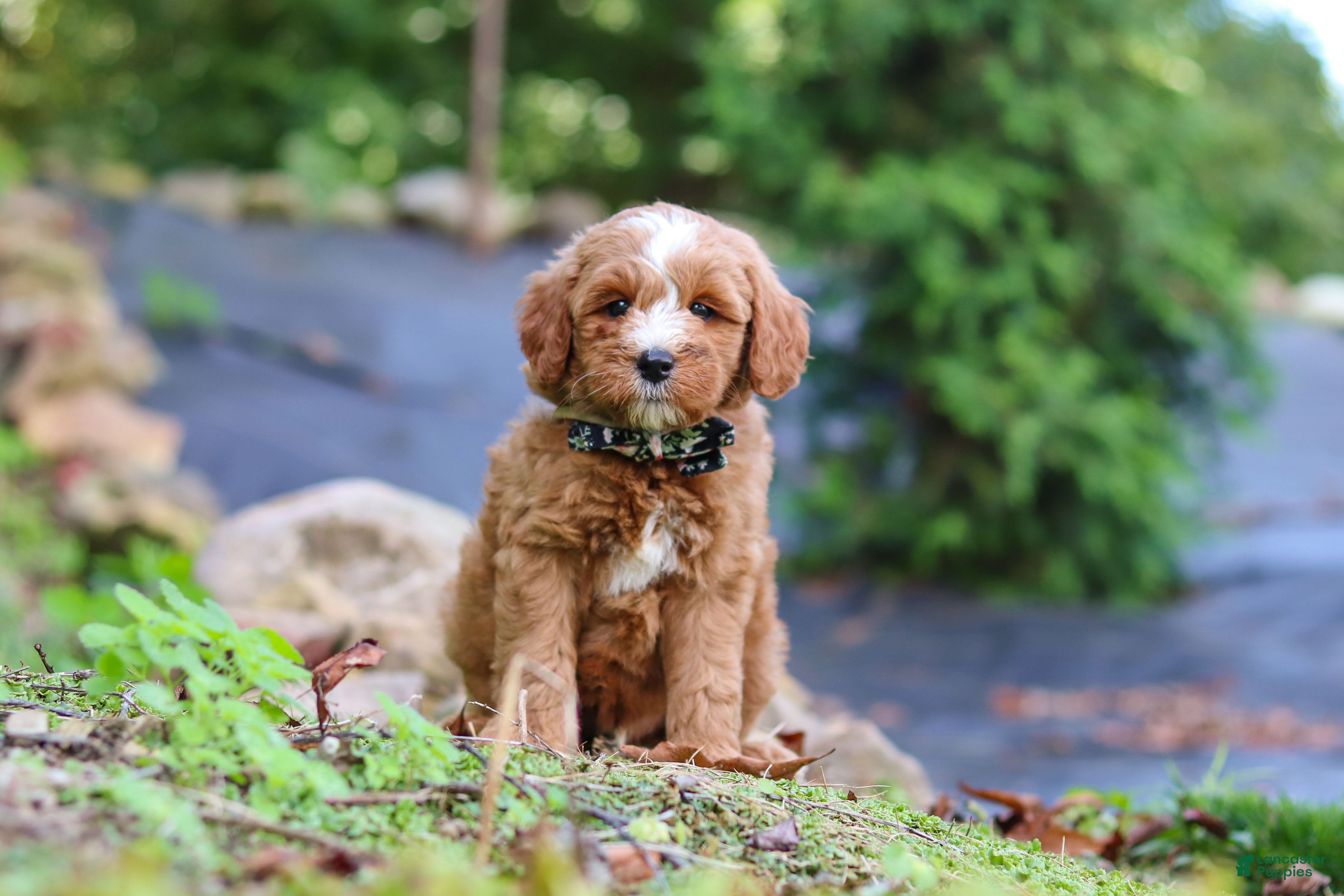 Mini Goldendoodle dogs Everly - Ad 1