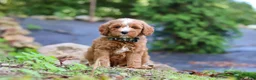 Mini Goldendoodle dogs for sale: Everly - Ad 1