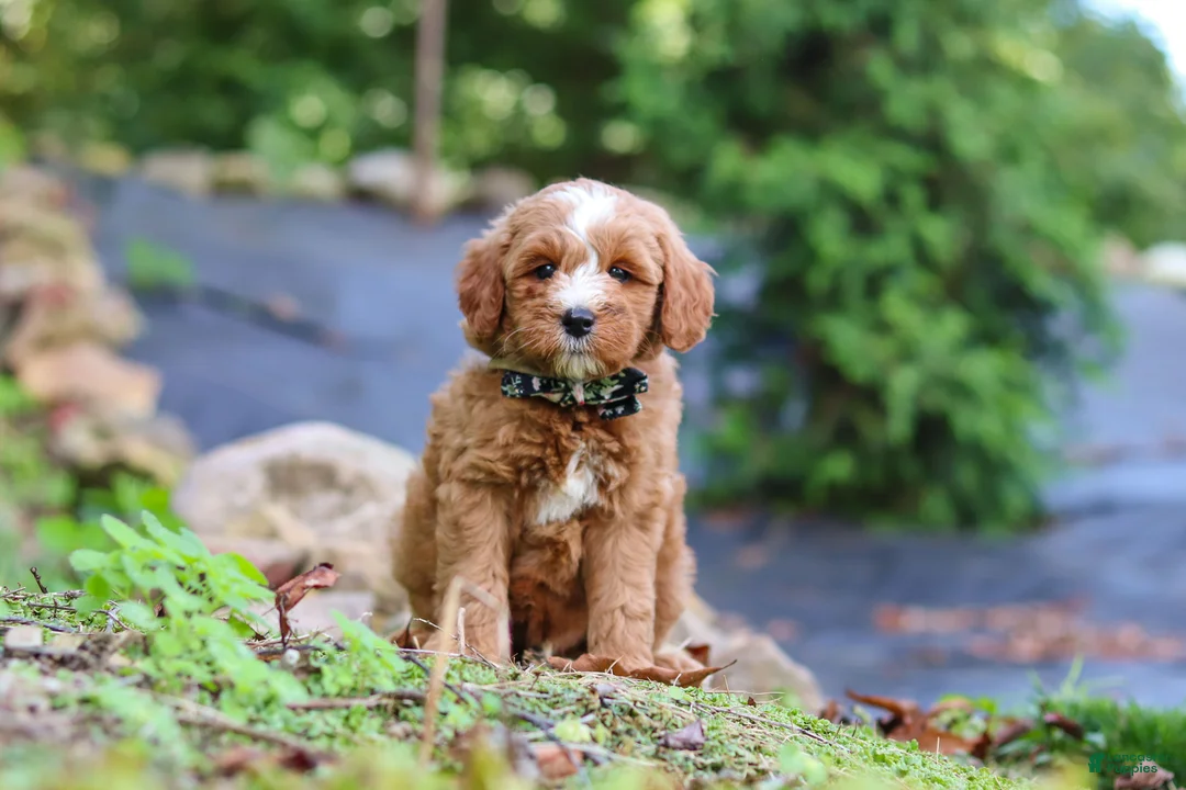 Mini Goldendoodle dogs for sale: Everly - Ad 1