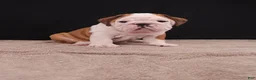 English Bulldog dogs for sale: Bruno - Ad 12