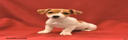 Jack Russell Terrier dogs for sale: Miley - Ad 3