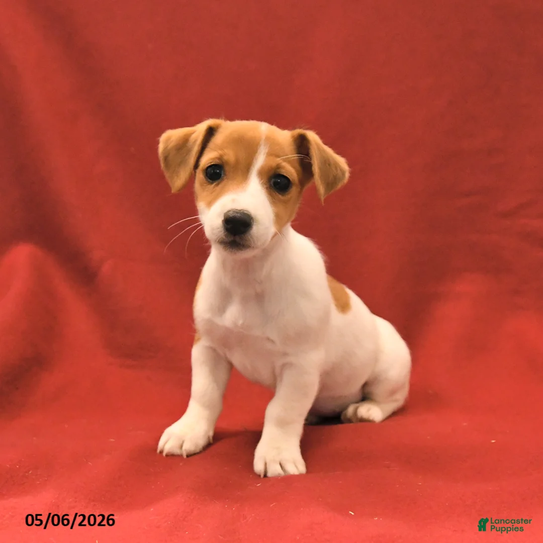Jack Russell Terrier dogs for sale: Miley - Ad 3