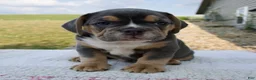 Beabull dogs for sale: Toby - Ad 1