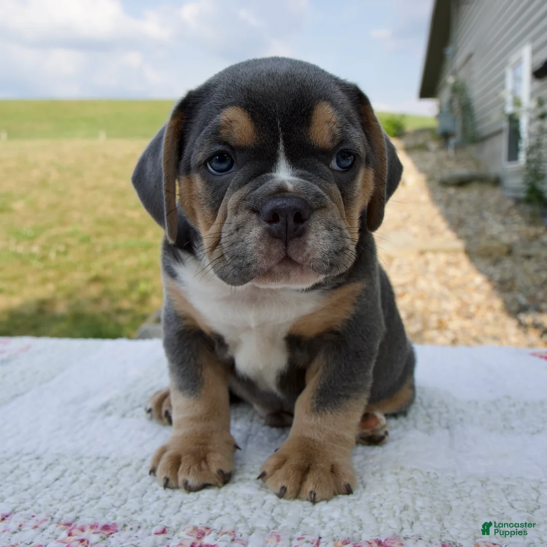 Beabull dogs for sale: Toby - Ad 1