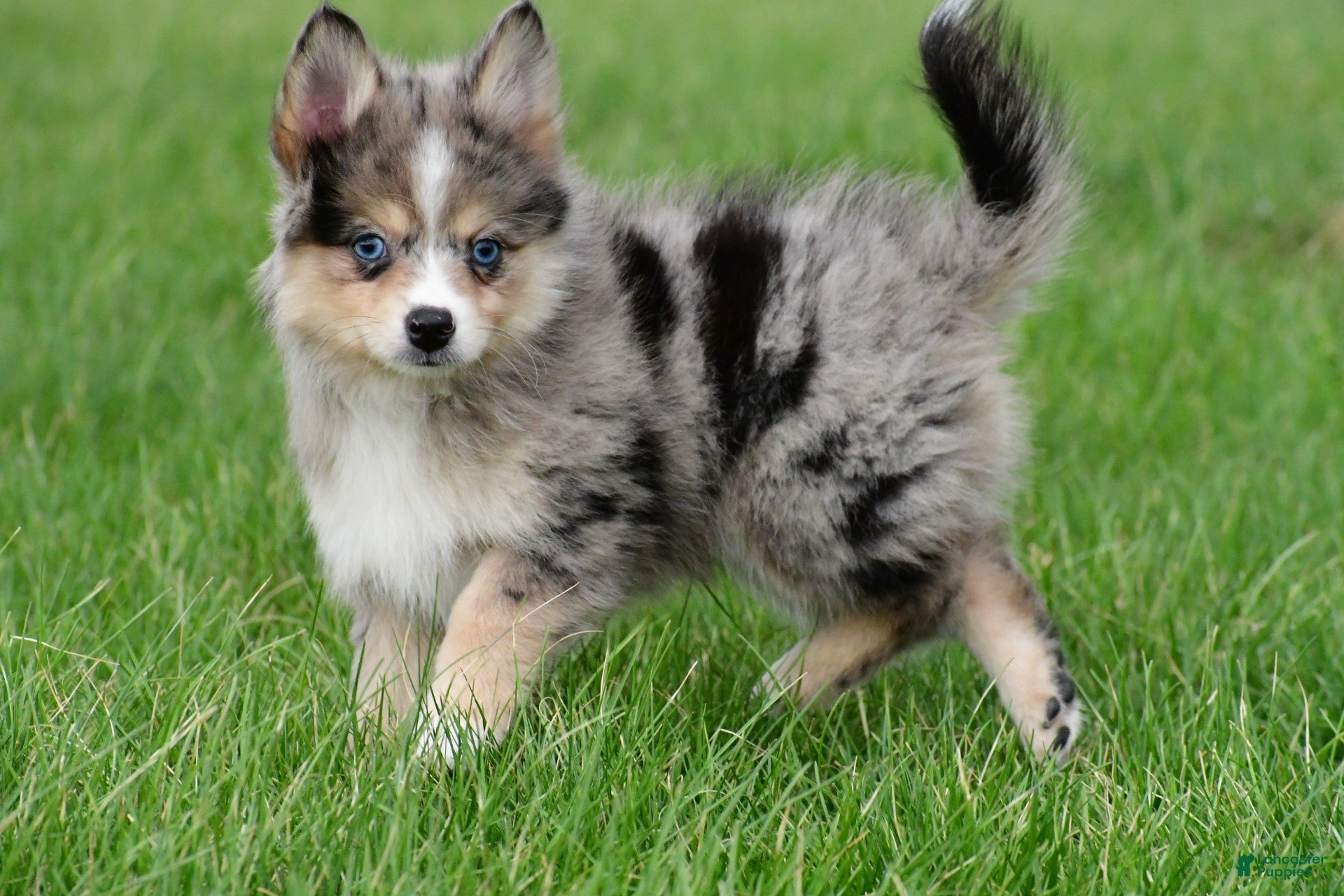 Pomsky dogs boe - Ad 1