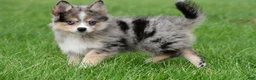Pomsky dogs for sale: boe - Ad 1
