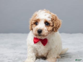 Bichpoo dogs - Ad 37