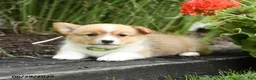 Welsh Corgi Pembroke dogs for sale: Pretzle - Ad 2