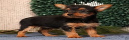 Yorkshire Terrier dogs for sale: Marsha - Ad 2