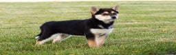Shiba Inu dogs for sale: Lacy  - Ad 10