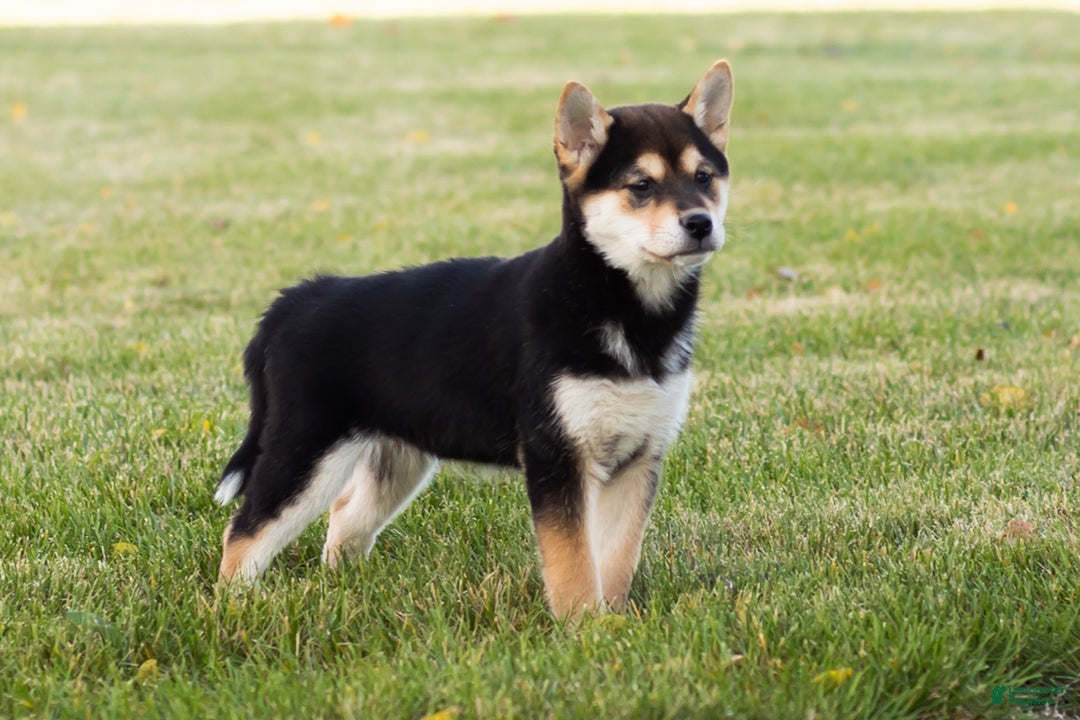 Shiba Inu dogs for sale: Lacy  - Ad 10