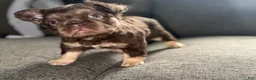 French Bulldog dogs for sale: RedSport - Ad 5