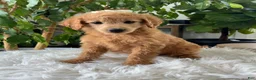 Mini Goldendoodle dogs for sale: Carrie - Ad 4