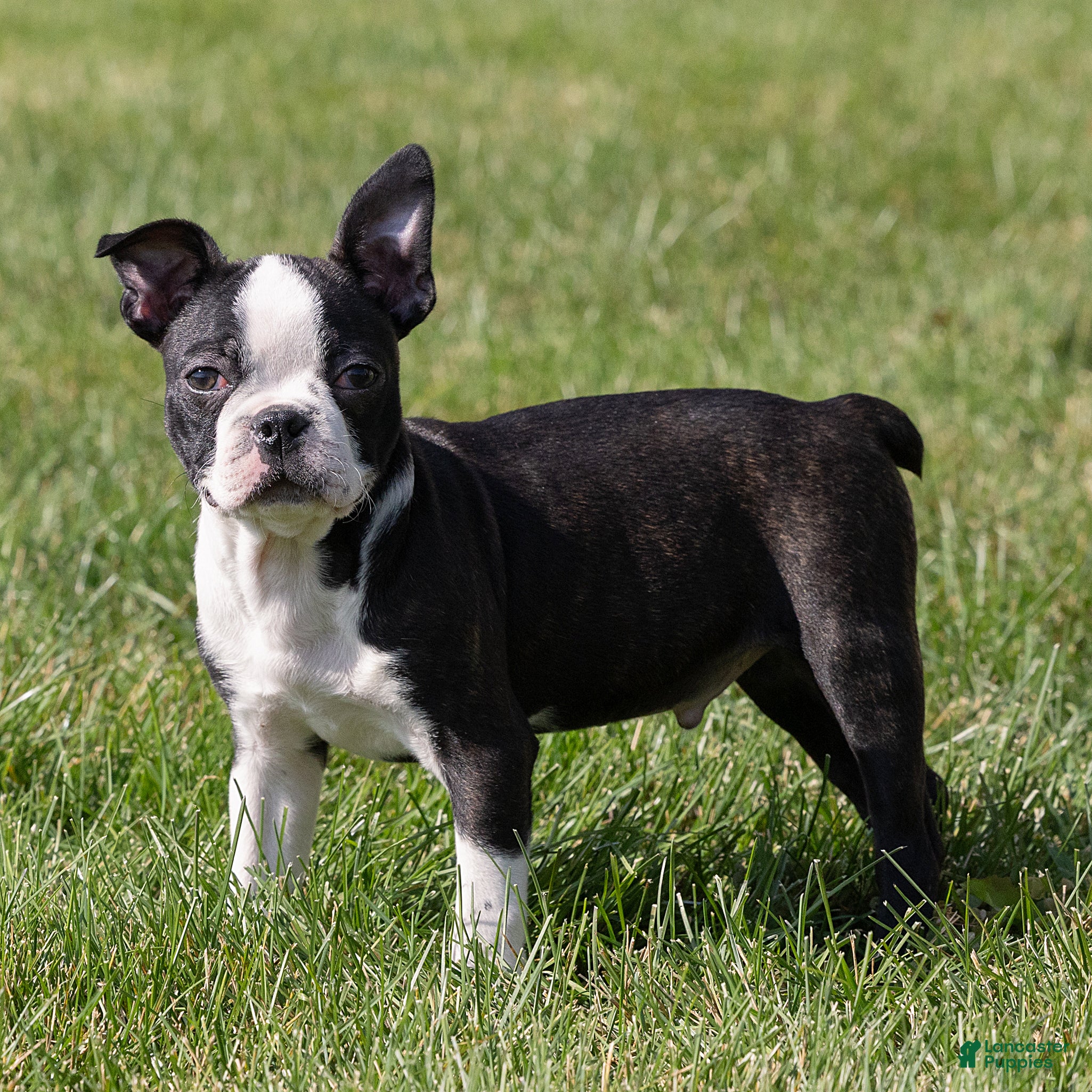 Boston Terrier dogs for sale: Charlie Boston Terrier  - Ad 1
